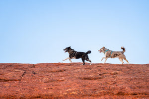 Non-Stop Dogwear Trekking Line Harness CLIP'N™