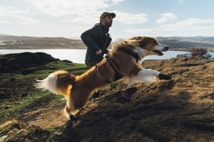 Ruffwear Ridgeline™ Harness