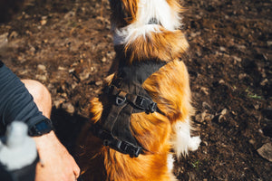 Ruffwear Ridgeline™ Harness