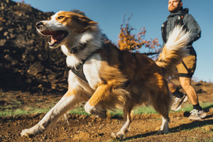 Ruffwear Ridgeline™ Harness