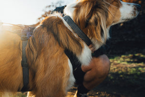Ruffwear Ridgeline™ Collar