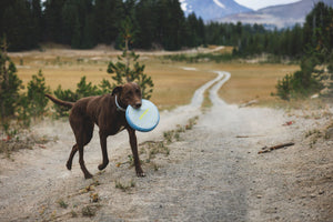 Ruffwear Camp Flyer Flying Disc