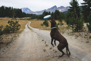Ruffwear Camp Flyer Flying Disc