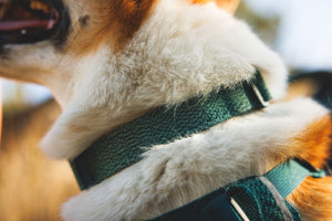 Ruffwear Front Range™ Flex Collar