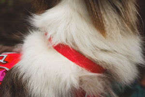 Ruffwear Front Range™ Flex Collar