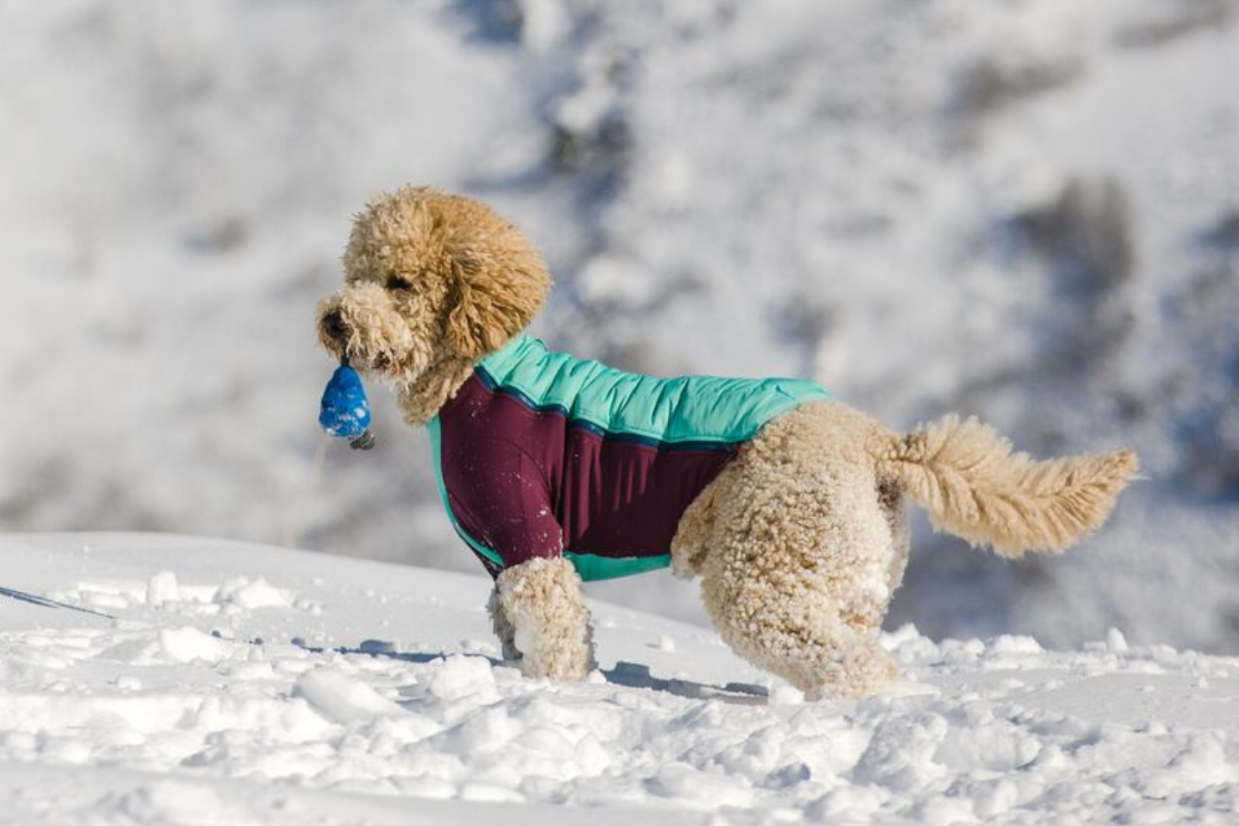 Ruffwear Powder Hound Dog Coat | Canada - See SAWYER Run